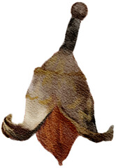 Obraz premium Cute Brown Autumn Acorn watercolor Illustration Isolated on Transparent Background 