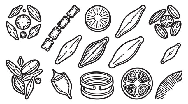 Set of black and white illustrations of various diatoms, microscopic single-celled algae with intricate cell walls.