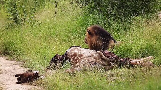 African lion male black mane pulling a giraffe carcass in Greater Kruger National park, South Africa ; Specie Panthera leo family of Felidae