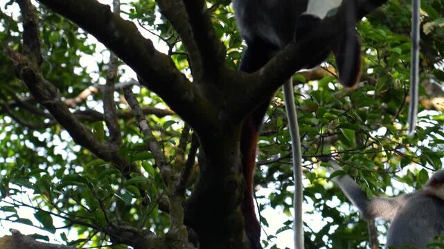 Two endangered Red-shanked Douc langurs sit on a branch, looking around in a tropical forest in Vietnam