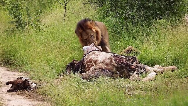 African lion male black mane eating on giraffe carcass in Greater Kruger National park, South Africa ; Specie Panthera leo family of Felidae