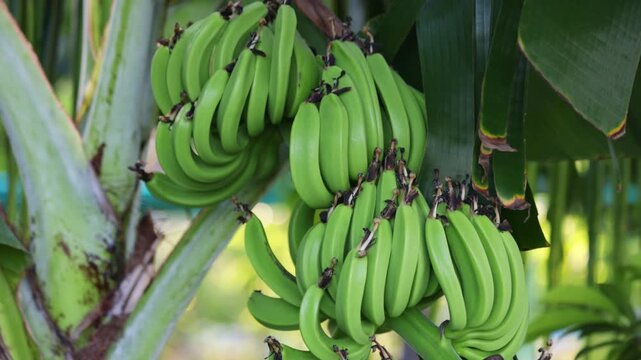Large cluster of unripe green bananas growing on a lush palm tree, gently swaying in a tropical garden plantation. Unharvested fruit represents organic farming and sustainable agriculture