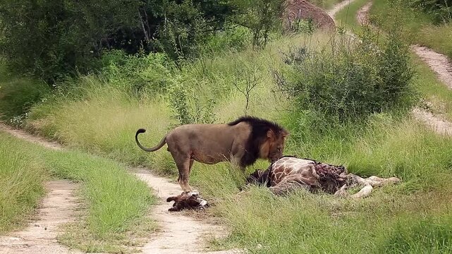 African lion male black mane eating on giraffe carcass in Greater Kruger National park, South Africa ; Specie Panthera leo family of Felidae