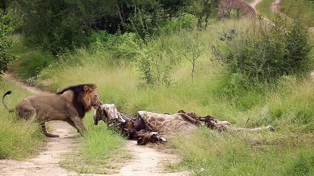 African lion male black mane pulling a giraffe carcass in Greater Kruger National park, South Africa ; Specie Panthera leo family of Felidae