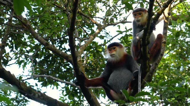 Two endangered Douc langurs climb and perch among the leafy branches. These arboreal primates live in Vietnam's tropical forests