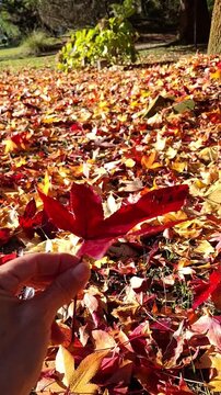 Vertical shot of a person hand holding a red liquidambar leaf in autumn, ground covered with colorful dry fall leaves in a park, warm sunny day, close up details, lifestyle video.
