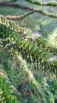 Vertical close up of a coniferous araucaria tree branch covered in winter frost, frosty evergreen needles with ice crystals on a cold morning, nature details.