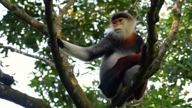 Red-shanked Douc langur sits on tree branches in its tropical Vietnam forest habitat. This endangered primate is a protected species from Indochina