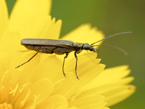  False blister Beetle, Oedemera lurida