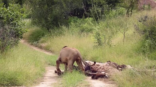 African lion male black mane pulling a giraffe carcass in Greater Kruger National park, South Africa ; Specie Panthera leo family of Felidae