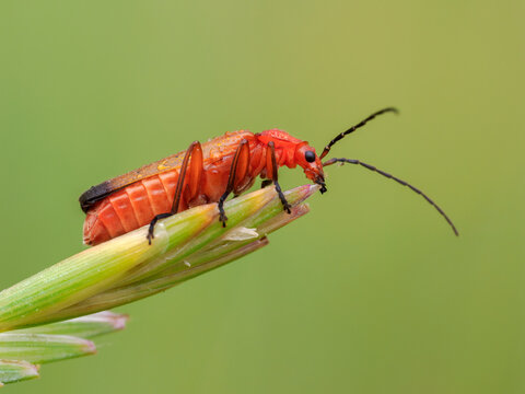 Soldier Beetle, bloodsucker