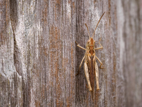  Field Grasshopper, Chorthippus brunneus, nymph late instar