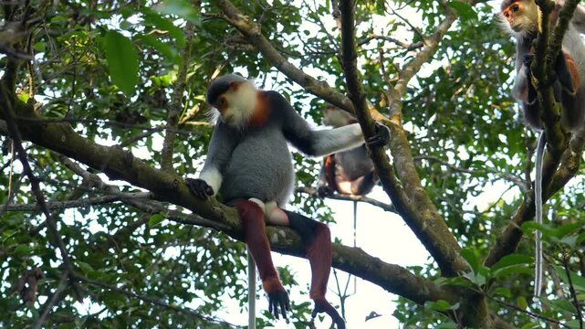 An endangered Red-shanked Douc Langur sits gracefully on a tree branch in its natural tropical forest habitat in Vietnam. Another langur is nearby