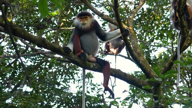 Several Red-shanked Douc Langurs sit and climb arboreal branches within their natural endangered habitat in a tropical forest in Vietnam