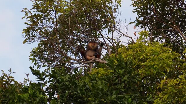 An endangered Douc Langur primate rests calmly on a high branch within its natural tropical forest habitat in Vietnam