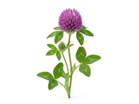 A single blooming purple red clover flower with fresh green leaves on a stem isolated on white background