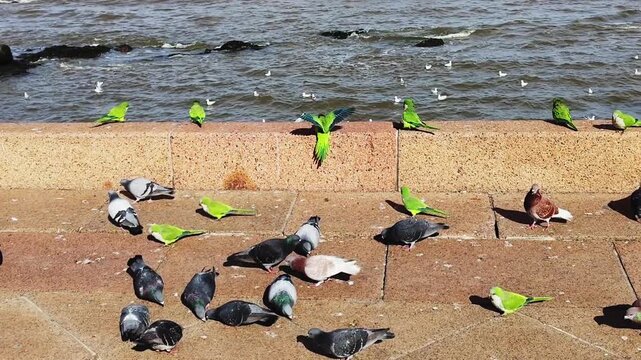 High angle medium fixed shot of a group of birds eating at border of boardwalk, montevideo city, uruguay