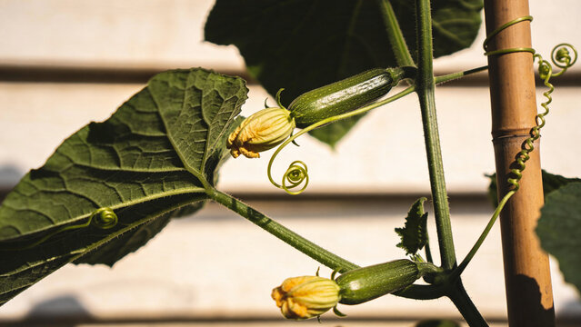 Zucchini plants growing with flowers and tendrils in an agricultural setting on a sunny day