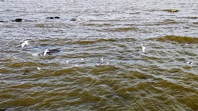 Wide shot high angle view video showing a flock of birds flying around rio de la plata estuary, captured in an outdoor setting in montevideo city, uruguay 