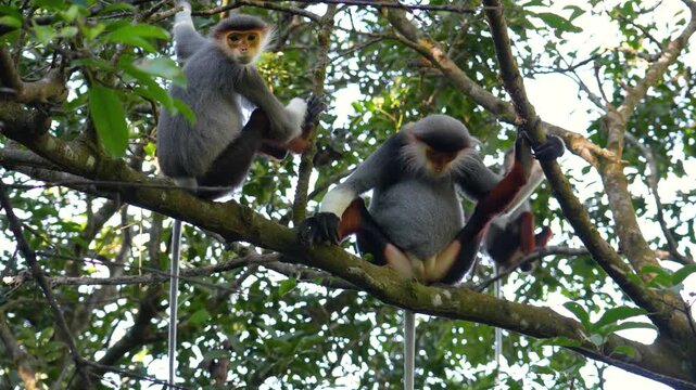 Agile Red-shanked Douc langurs climb and sit on thick tree branches, navigating their tropical forest home in Vietnam during daylight