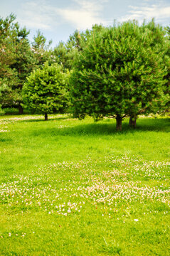 Lush meadow and evergreen pines enhances tranquility