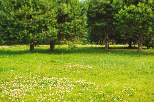 Lush meadow and evergreen pines enhances tranquility
