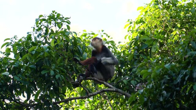 Endangered Red-shanked Douc Langur primate sits on a tree branch, observing its natural tropical forest habitat in Vietnam