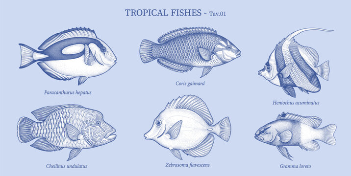 Vintage style vector illustration of tropical coral reef fishes collection. Detailed engraving drawings of exotic marine species, isolated on a light blue background