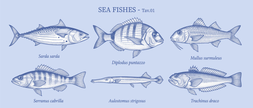 Vintage style vector illustration of sea fishes chart collection. Detailed engraving drawings of saltwater marine species, isolated on a light blue background