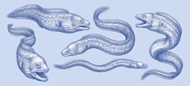 Vintage style vector illustration of moray eel and sea eel collection. Detailed engraving designs depicting predatory moray eels, isolated on a light blue background