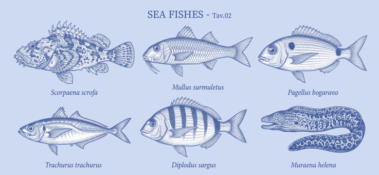 Vintage style vector illustration of sea fishes collection. Detailed engraving drawings of Mediterranean marine species including Striped Red Mullet, and Mediterranean Moray on a light blue background