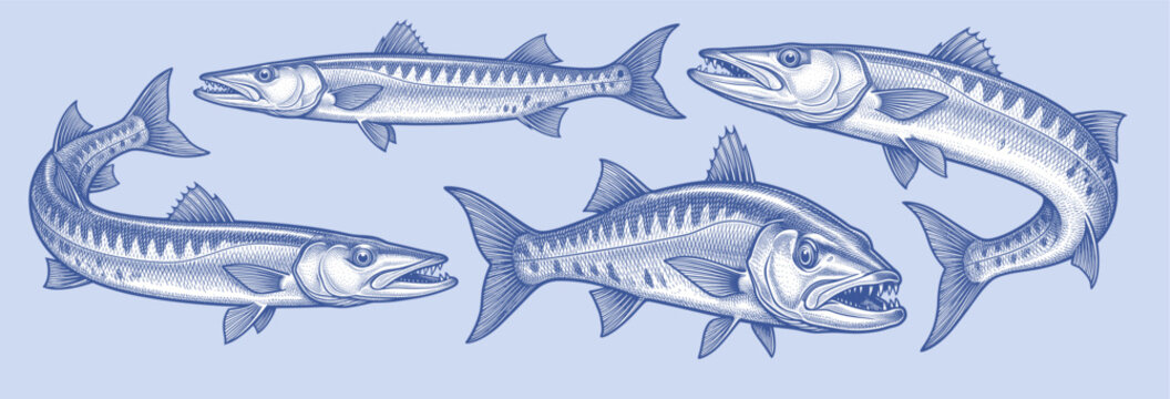 Vintage style vector illustration of barracuda fish set. Detailed engraving designs depicting predatory barracudas swimming and attacking, isolated on a light blue background