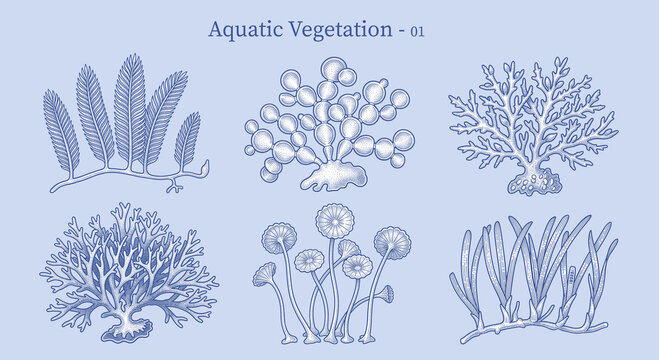 Vintage style vector illustration of marine aquatic vegetation, algae, and coral structures. Set of detailed engraving botanical drawings depicting various underwater reef plants on a blue background