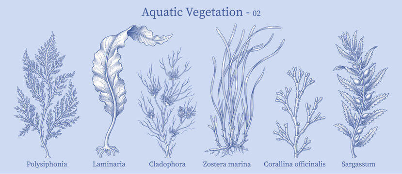 Vintage style vector illustration of aquatic vegetation and seaweed collection. Detailed engraving botanical drawings of marine plants including Zostera marina on a light blue background