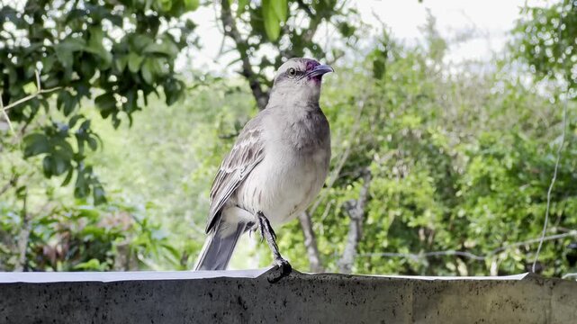 Chalk-browed mockingbird in Brazil