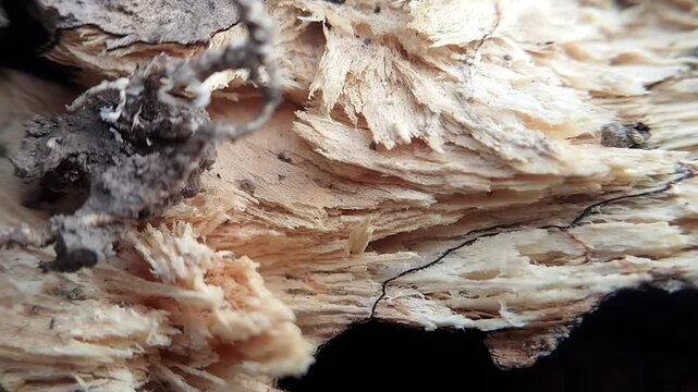 Macro eye level view of splintered rotting wood fibers in a decomposed log shifting slightly.