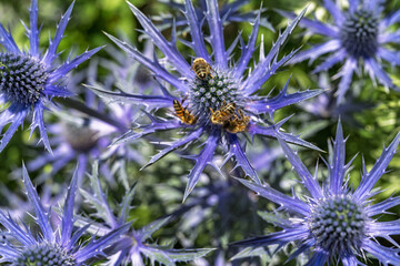  Gros plan macro d'abeilles et bourdons sur un Eryngium améthyste en fleurs © Pyc Assaut