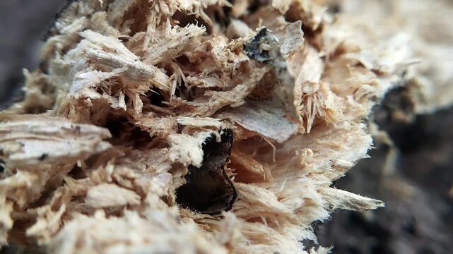 Macro close angle view of a deep hole inside rotten splintered wood fibers trembling slowly.