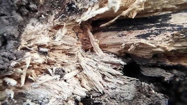 Macro eye level shot showing coarse fragments of decomposed timber and rotten wood shaking subtly.