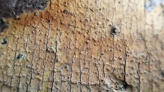 Macro flat angle shot of weathered wood grain showing vertical cracks and porous textures moving gently.