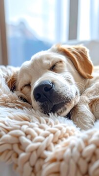 Sleeping Puppy Portrait.