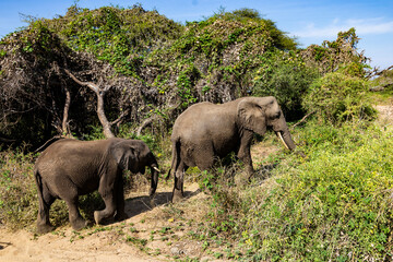 Arusha, Tanzania - 23 June 2026 - Elehant in the Lake Manyara National Park © eyeworld