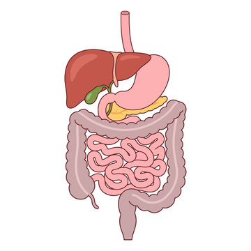 Human digestive system anatomy including liver stomach and intestines
