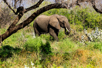 Arusha, Tanzania - 23 June 2026 - Elehant in the Lake Manyara National Park © eyeworld