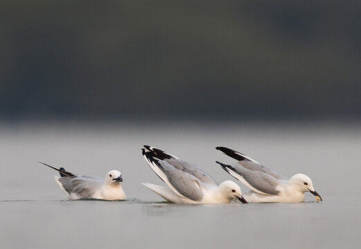 Slender-billed gull fishing at Eker creek, Bahrain