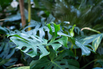 Vibrant tropical foliage with lush green leaves in a botanical setting. Indoor plants leaf texture and botanical background decor © timoha.ig