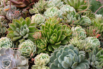 Fototapeta premium Echeveria succulents also known as houseleeks.