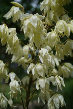 Nahaufnahme einer bl&uuml;henden F&auml;digen Palmlilie (Yucca filamentosa) im Sommer