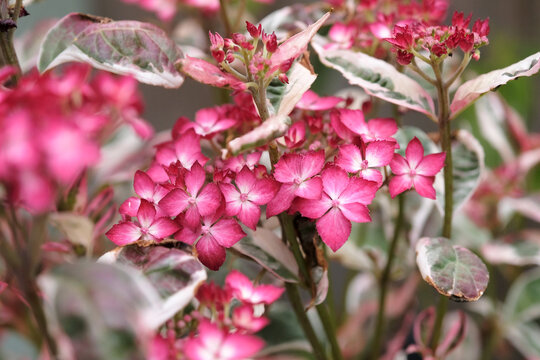 Compact mountain Hydrangea serrata &lsquo;Euphoria Pink&rsquo; in flower.