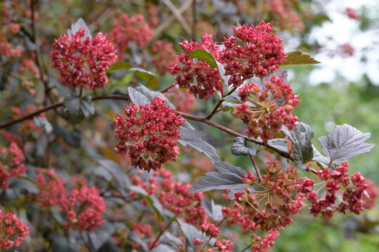 The red fruit of Physocarpus opulifolius, common ninebark.